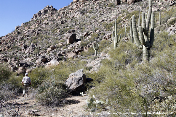 Upland game bird hunter hunting desert quail in Arizona.