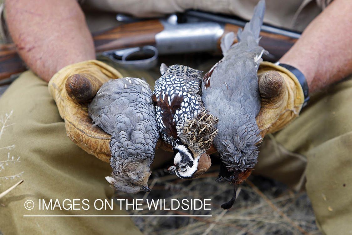 Hunter holding three species of desert quail (Gambel's, Scaled, and Mearns).