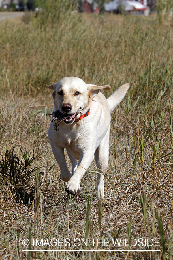Yellow lab retrieving downed dove.