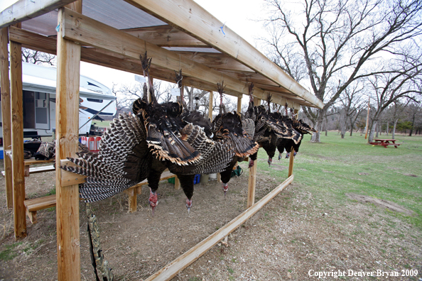 Bagged Merriam's turkeys