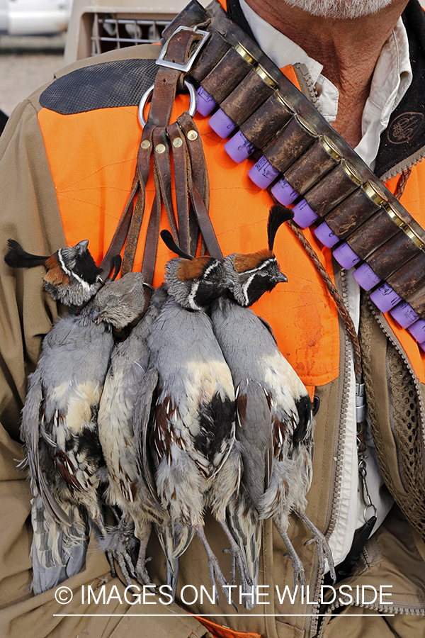 Quail hunter with bagged Gambel's Quails.