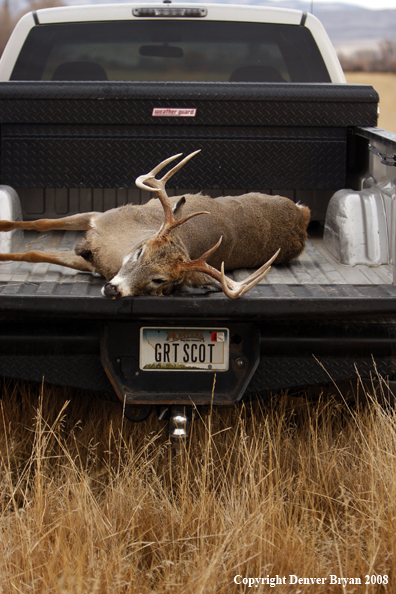 Hunter with Whitetail Deer