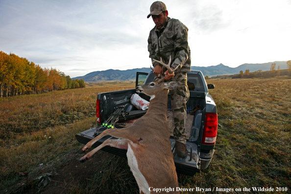Bowhunter pulling bagged white-tailed buck into bed of pickup