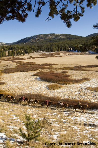 Elk hunters with bagged elk on horsepack string.  