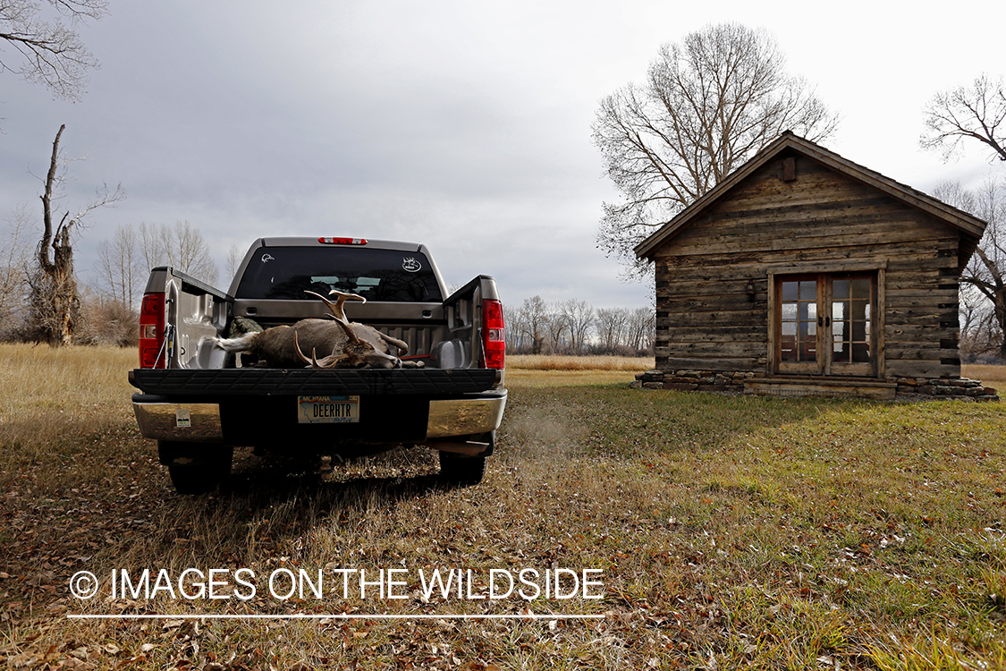 Bagged buck in back of truck.