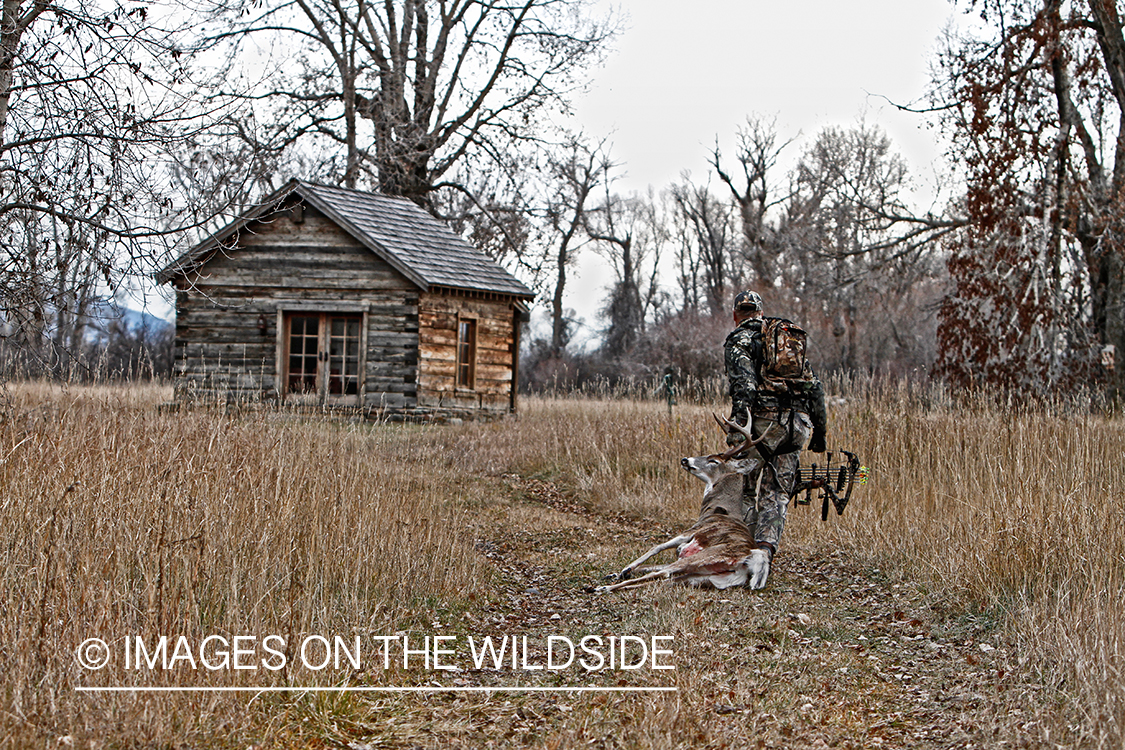 Bowhunter dragging bagged white-tailed buck.