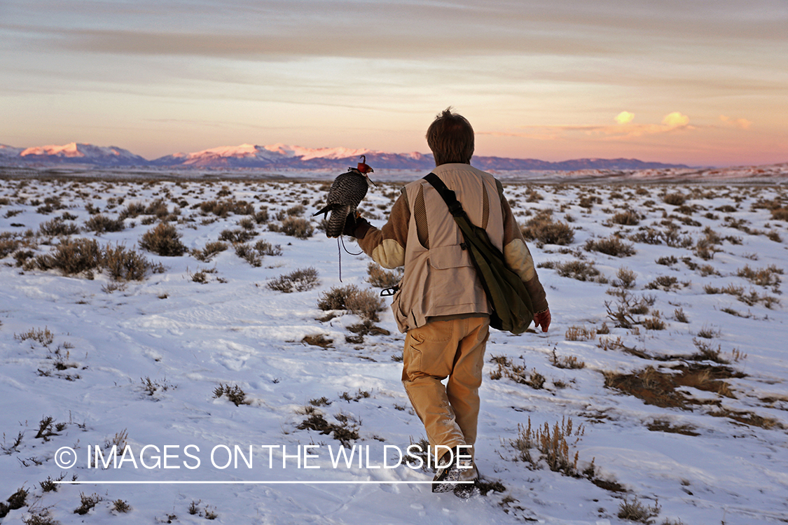 Falconer in field with gyr falcon.