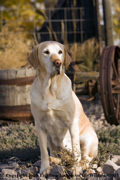 Yellow Labrador Retriever