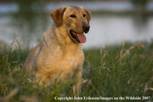 Yellow Labrador Retriever