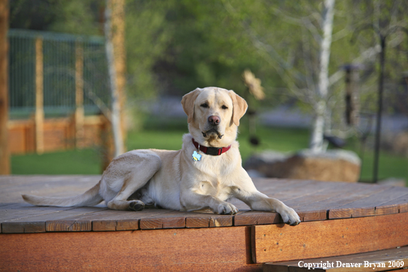 Yellow Labrador Retriever on deck