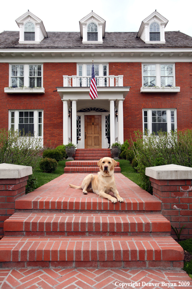 Yellow Labrador Retriever in front of house