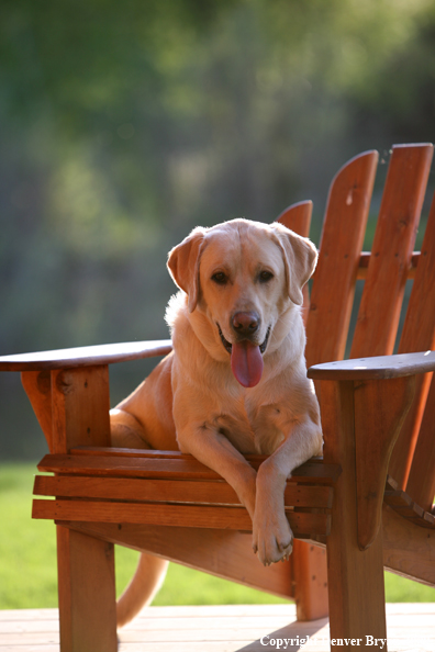 Yellow Labrador Retriever in chair