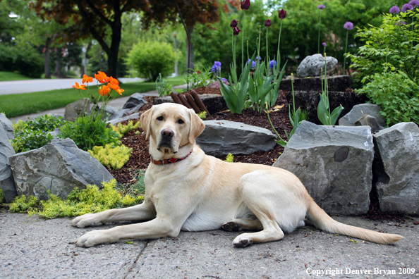 Yellow Labrador Retriever by flowers