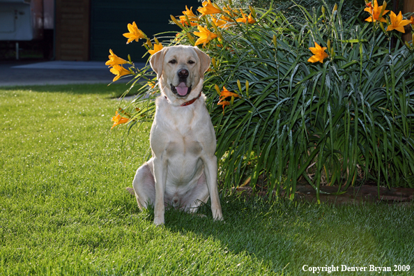 Yellow Labrador Retriever by flowers