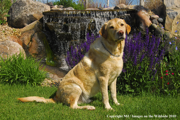 Yellow Labrador Retriever