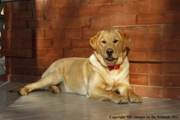 Yellow Labrador Retriever 