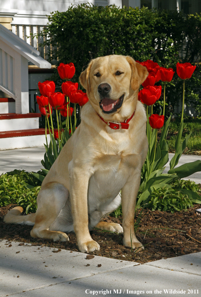 Yellow Labrador Retriever.