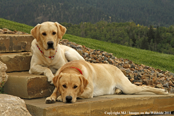 Yellow Labrador Retrievers.