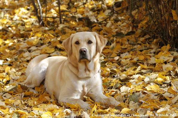 Yellow Labrador Retriever.