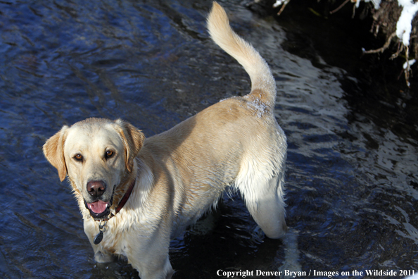 Yellow Labrador Retriever in water. 