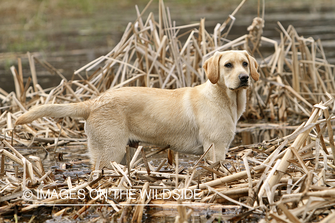 Yellow Labrador Retriever in field
