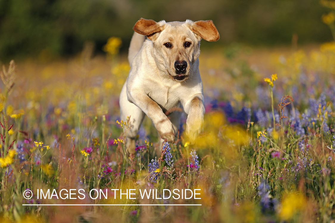 Yellow labrador retriever in field of wildflowers.