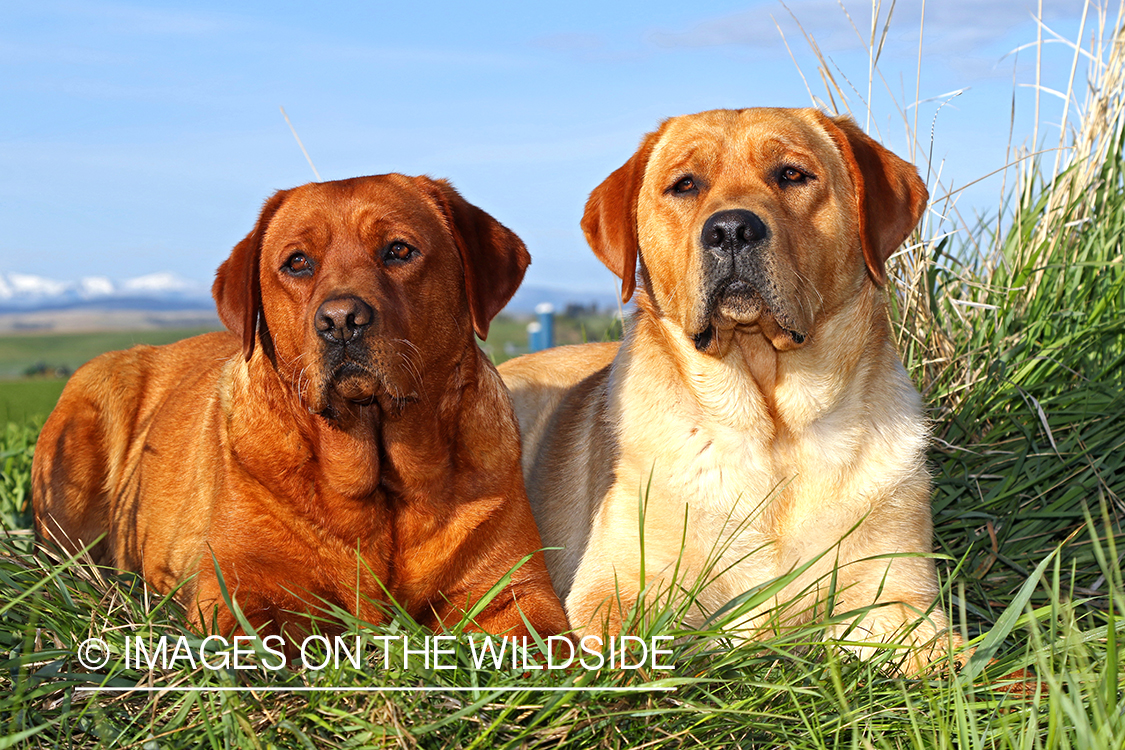 Yellow labs(fox color) in field.