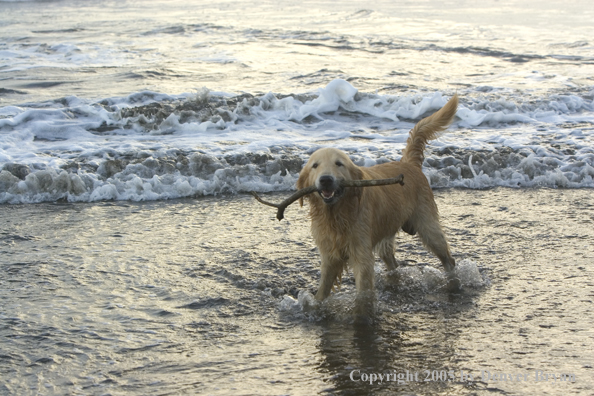 Golden Retriever fetching stick on beach.