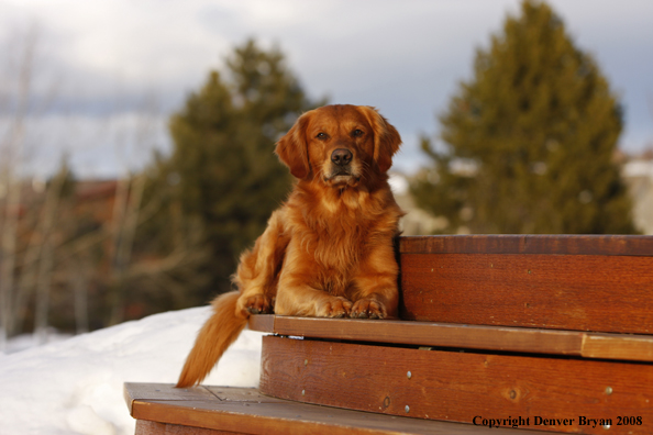 Golden Retriever in the winter