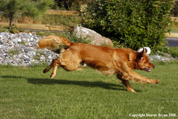 Golden Retriever Running