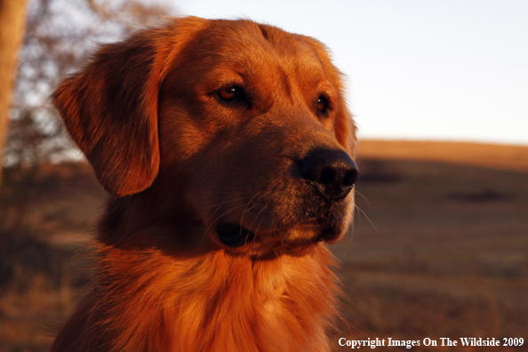 Golden Retriever in the Sunset