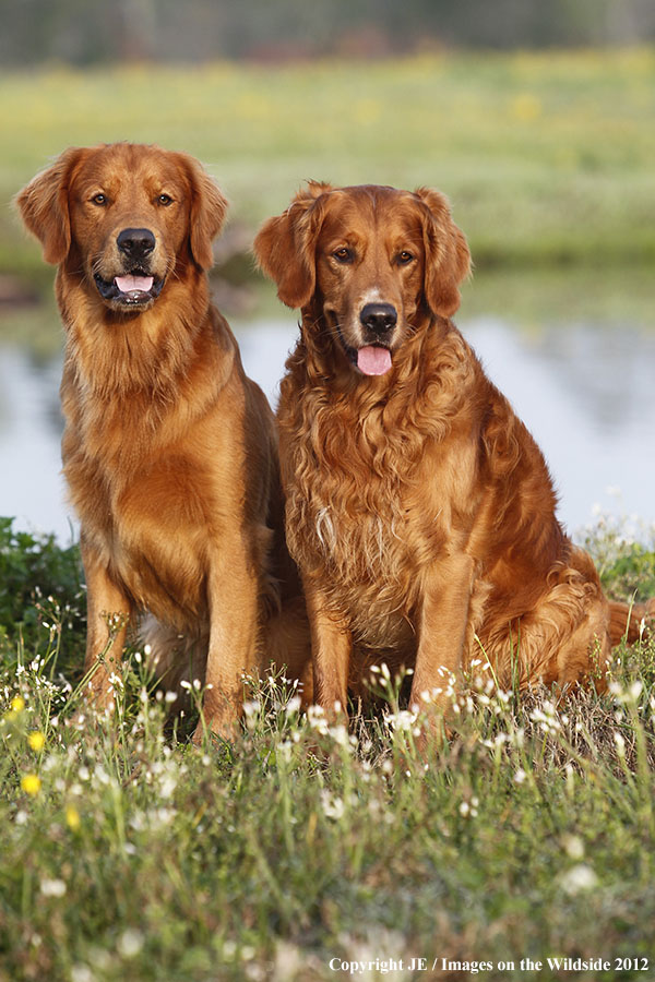 Golden Retrievers.