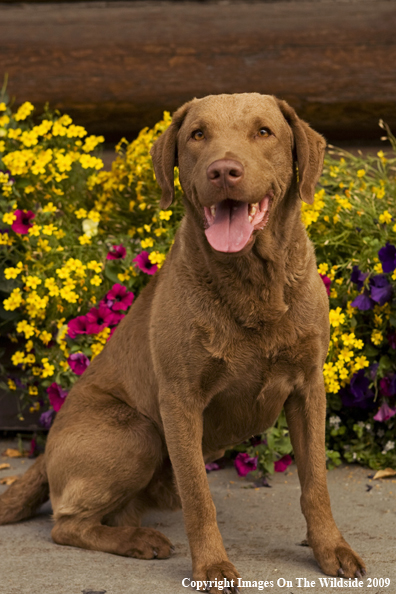 Chesapeake Bay Retriever