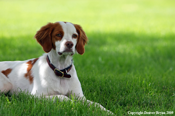 Brittany Spaniel in yard
