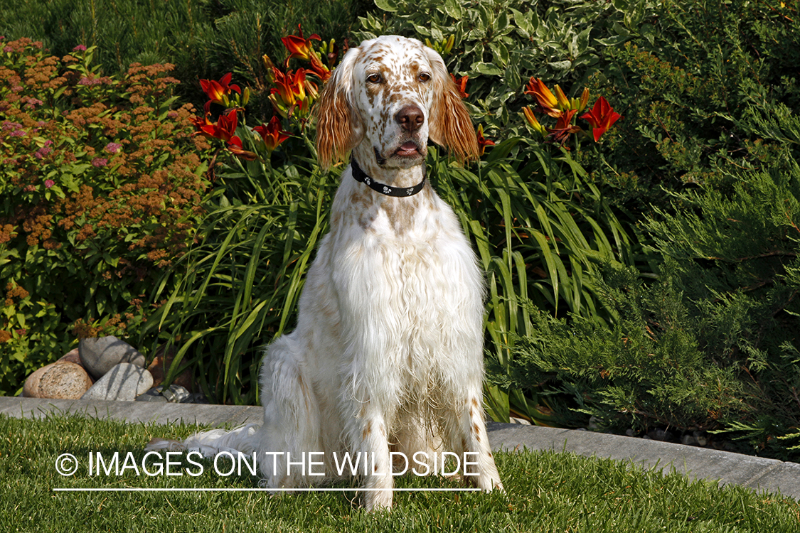 English Setter