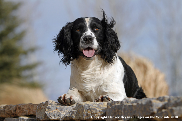 Springer Spaniel.