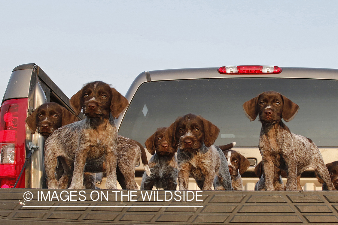 German Wirehair Pointer puppies in bed of pickup.