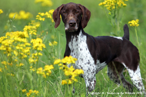 German Shorthair Pointer