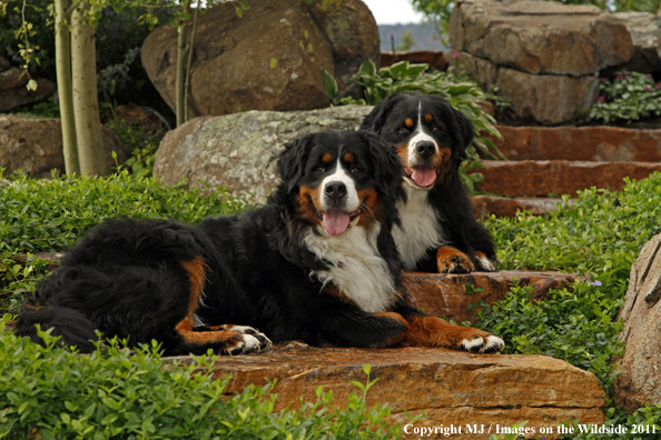 Bernese Mountain Dogs. 