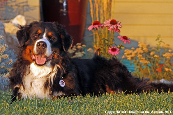 Bernese Mountain Dog.
