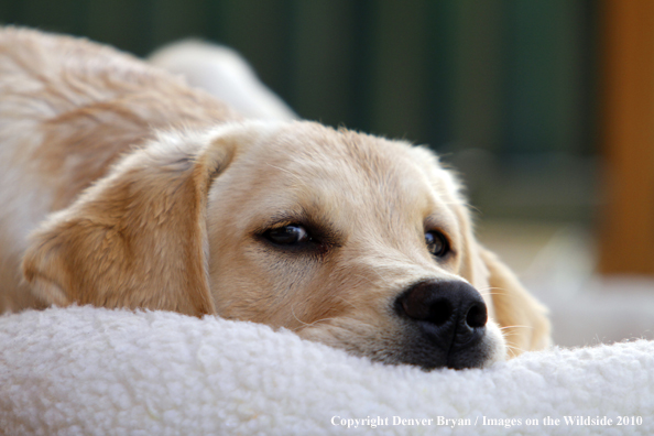 Yellow Labrador Retriever Puppy