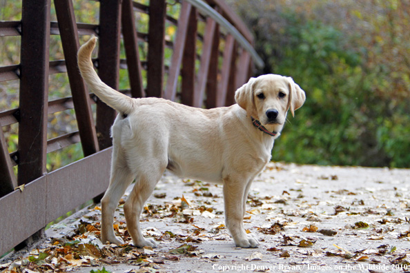 Yellow Labrador Retriever Puppy. 