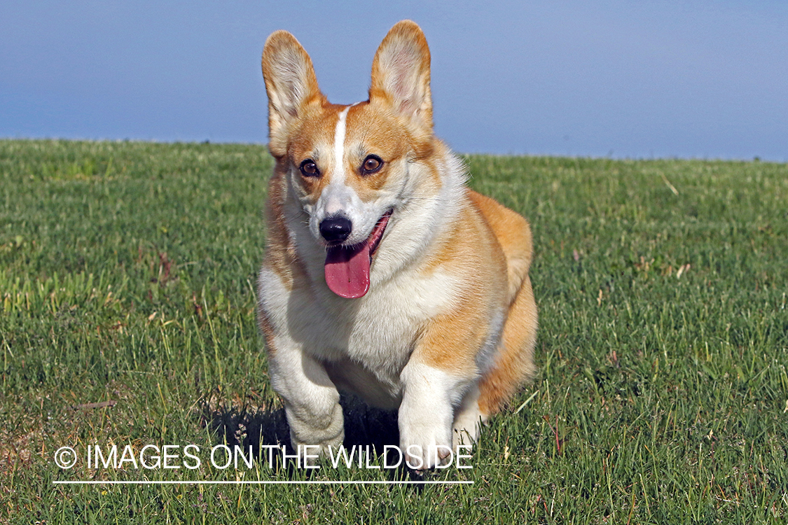 Welsh Corgi running in the grass.
