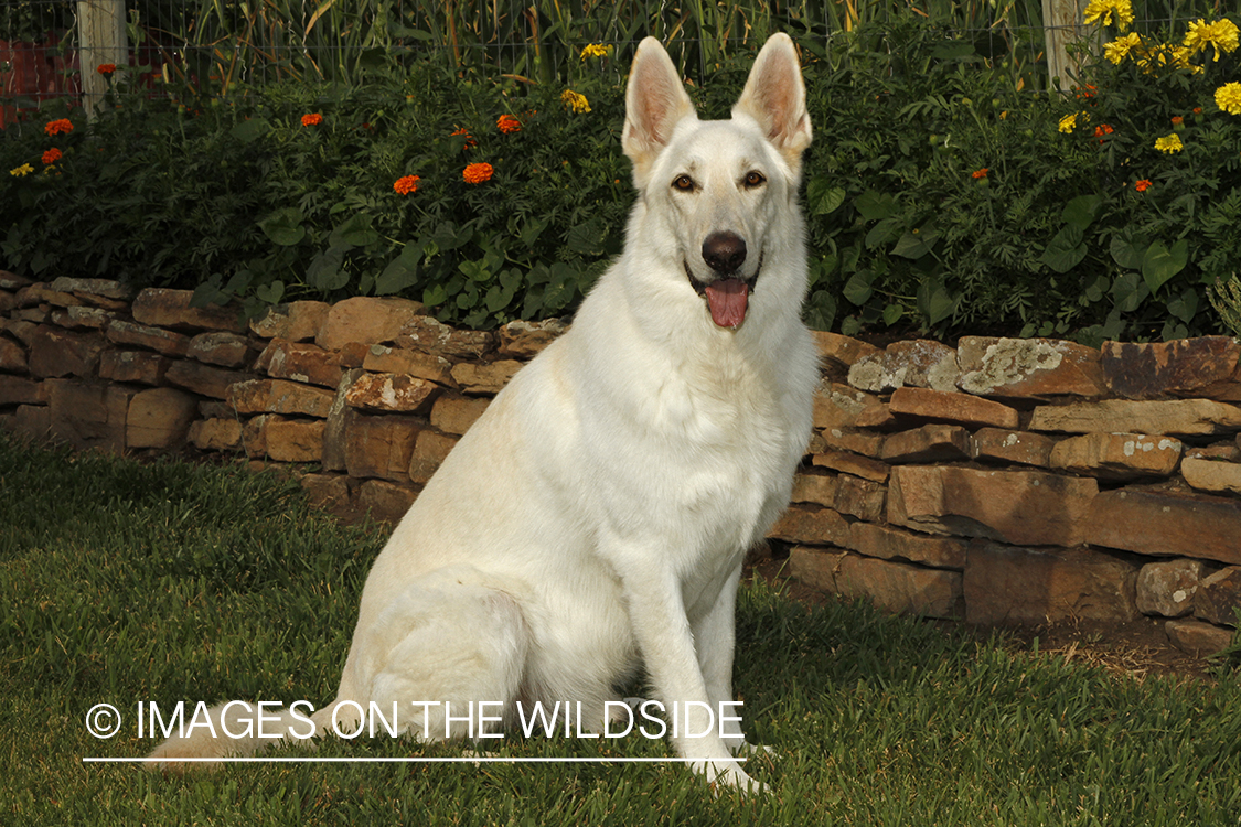 White German Shepherd