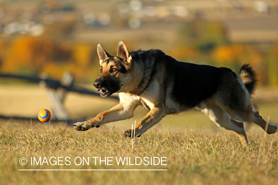 German Shepherd chasing ball.