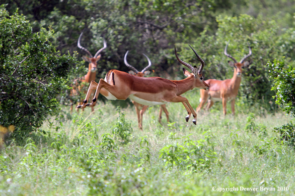 Ipala buck leaping (Africa)