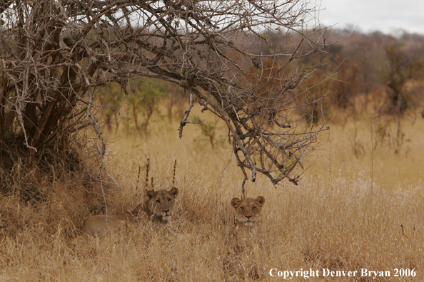 African lionesses laying
