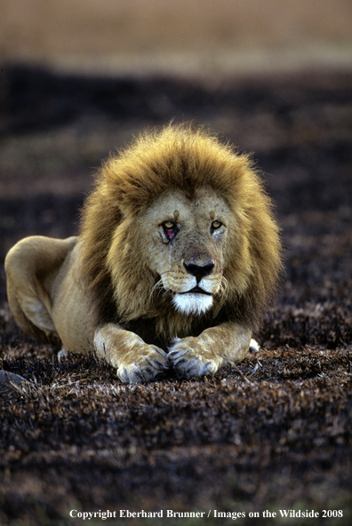 African Lion