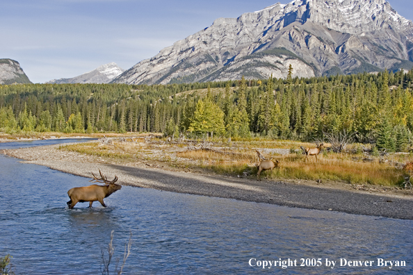 Bull elk in habitat with cows.