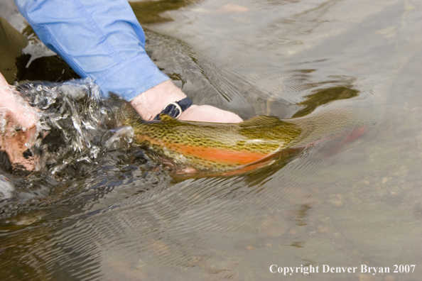 Fisherman releasing rainbow trout